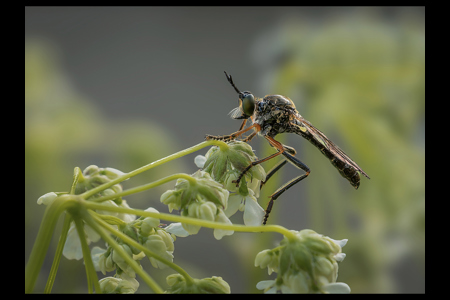 Robberfly