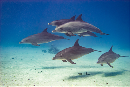 A Pod Of Five Dolphins