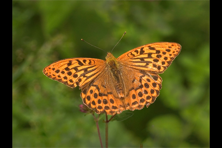 Silver Washed Fritillary