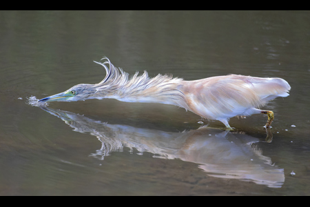 Squacco Heron Fishing