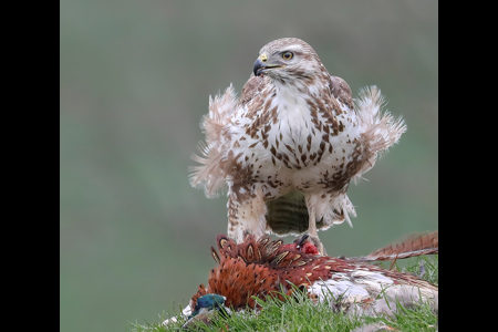 Buzzard Feeding In The Wind