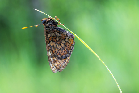 Marsh Fritillary At Dawn