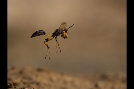 Wasp In Flight Collecting Mud Ball