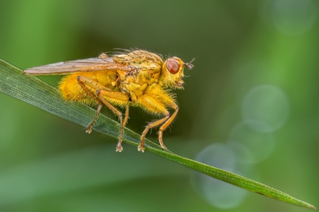 Male Yellow Dung Fly After Rain