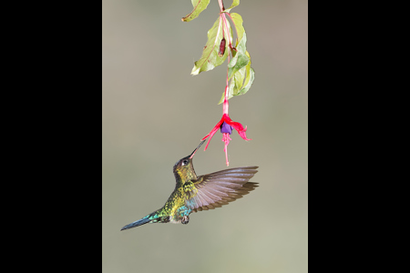 Fiery-Throated Hummingbird