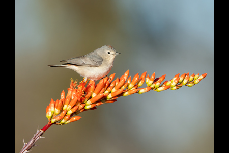 Lucy's Warbler On Ocotillo