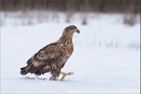 Juvenile White-Tailed Eagle Marching