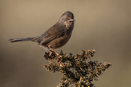 Dartford Warbler On Gorse