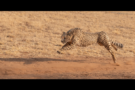 Cheetah At Full Tllt