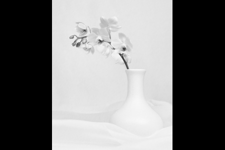 Orchid In Vase