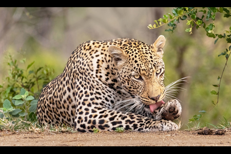 Leopard Grooming