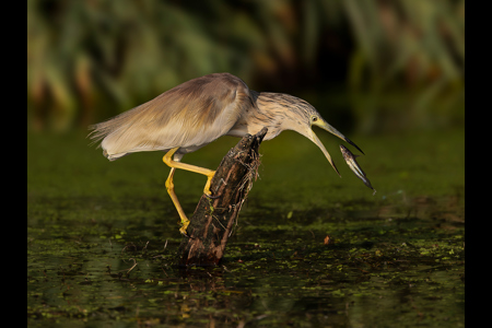 Squacco Heron With Fish