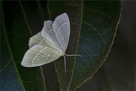 Light Emerald Moth On Camelia