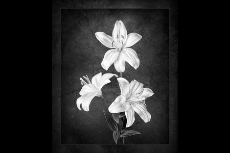 Lillies