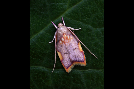 Carcina Quercana