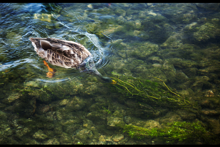 Mallard Feeding