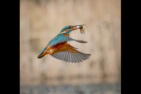 Kingfisher With Double Catch