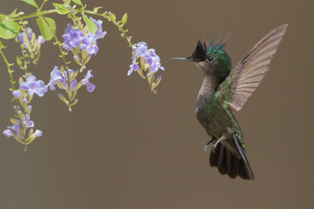 Antillean Crested Hummingbird