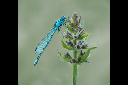 Common Blue Damselfly