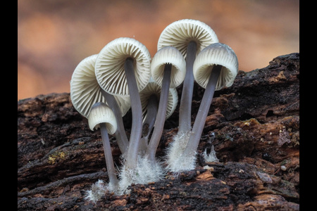 Mycena Cluster