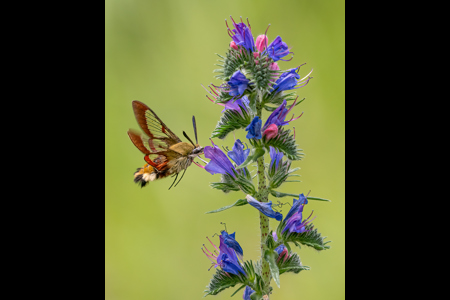 Broad-Bordered Bee-Hawk Moth