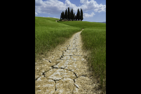 Cypress Trees Tuscany