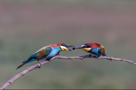 Bee Eater Pass