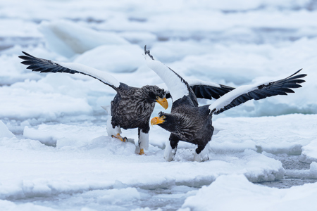 Stellar Sea Eagles On Ice