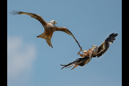 Kite Fight