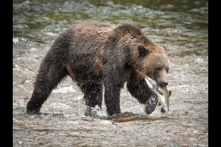 Brown Bear