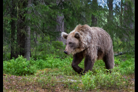 Brown Bear Finland