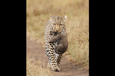 Leopard Carrying Cub