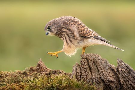 Juvenile Kestrel Stepping Out