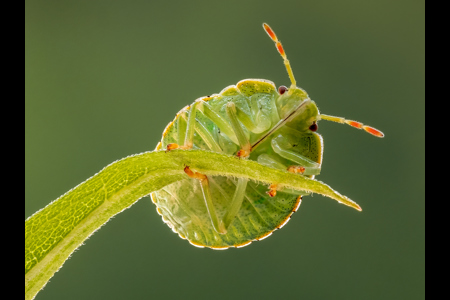 Undercarriage Of A Green Shield Bug