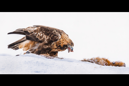 Golden Eagle Feeding On Red Fox