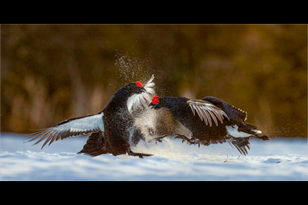 Black Grouse Fighting During Lek