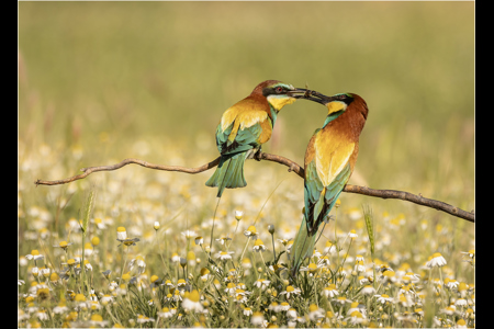 European Bee Eater Food Pass