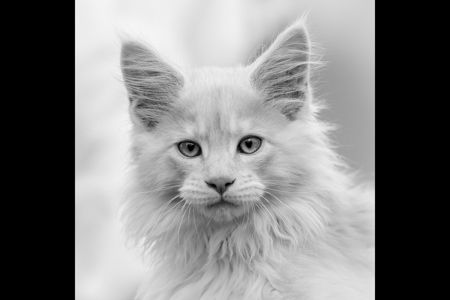 Georges The Maine Coon