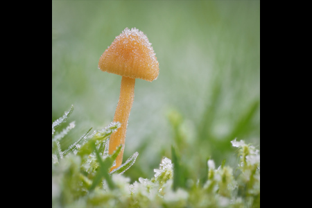 Frosty Fungus