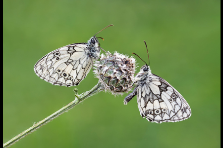 Marbled Whites On Seed Head