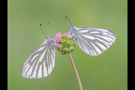 Green-Veined White Butterfly Pair