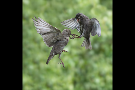 Baby Starlings Battling