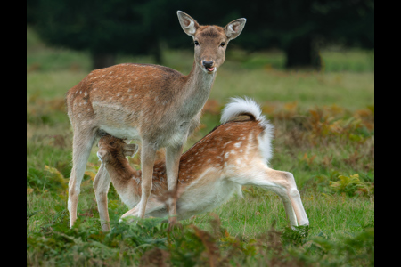 Suckling Fawn