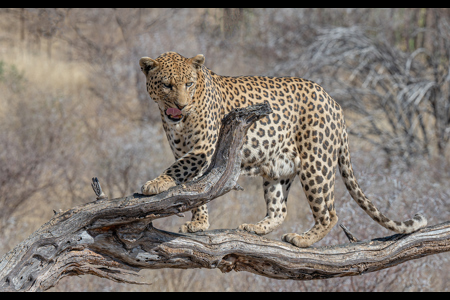 Leopard On The Lookout