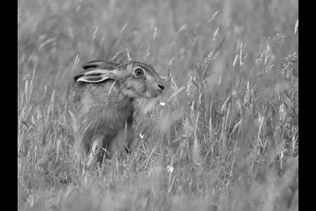 Brown Hare