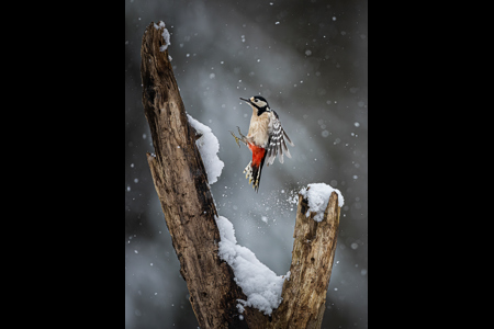 Woodpecker Landing In Snowstorm