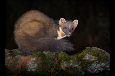 Pine Marten At Night