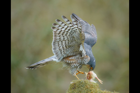 Sparrowhawk With Prey