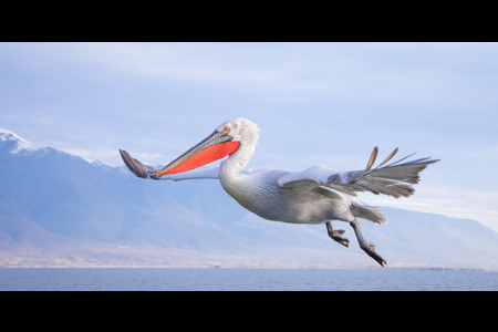 Dalmation Pelican In Flight