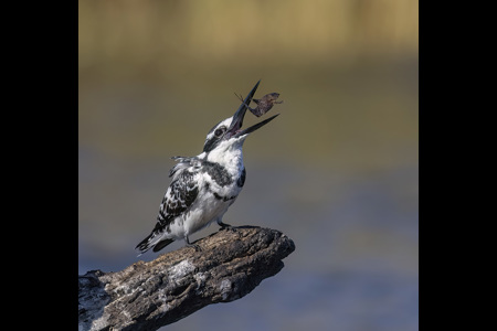 Pied Kingfisher Juggling Catch